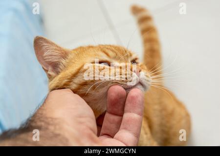 Ein Mann streichelt eine orange Ingwerkatze Stockfoto