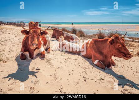 Ein ruhiges Bild zeigt eine Gruppe von Retinta-Kühen, die sich am sonnengeküssten Sand des Bolonia Beach in Cadiz, Spanien, entspannen. Die Cattles sind sehr rötlich... Stockfoto