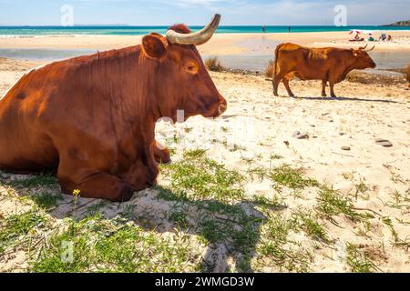 Ein ruhiges Bild zeigt eine Gruppe von Retinta-Kühen, die sich am sonnengeküssten Sand des Bolonia Beach in Cadiz, Spanien, entspannen. Die Cattles sind sehr rötlich... Stockfoto