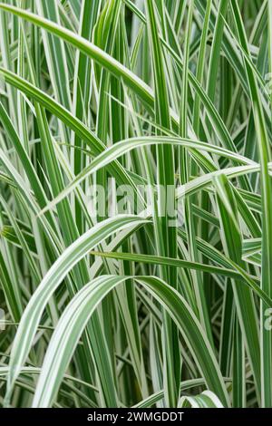 Miscanthus Sinensis Variegatus, Variegated japanisches Silbergras, weißes und grünes Varieté-Gras Stockfoto