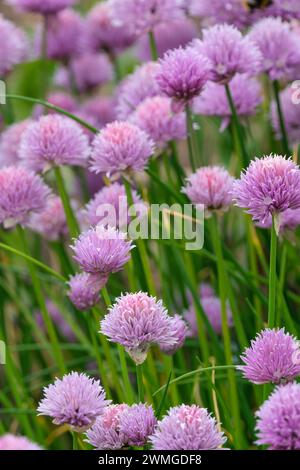 Schnittlauch in Blume, allium schoenoprasum, rosa Globus-Blüten Stockfoto