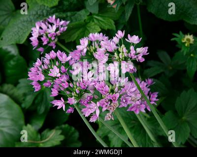 Großaufnahme der lilarosa Blüten der mehrjährigen blühenden Gartenzwiebelpflanze Allium Eros. Stockfoto