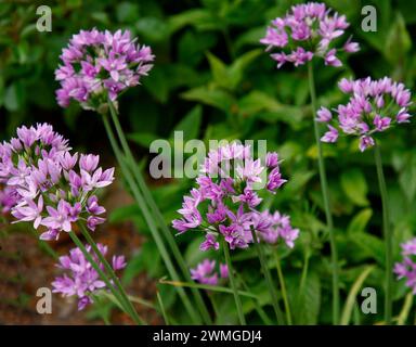 Großaufnahme der lilarosa Blüten der mehrjährigen blühenden Gartenzwiebelpflanze Allium Eros. Stockfoto