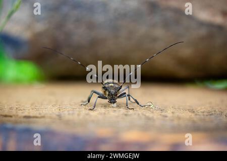 Einfarbiges Langhorn-Bock Stockfoto