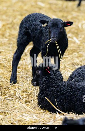 Schneverdingen, Deutschland. Februar 2024. Schaflämmer stehen und liegen in der Scheune. Die Lammsaison ist der Beginn der geschäftigsten Zeit des Jahres für die Heide-Hirten. Quelle: Philipp Schulze/dpa/Alamy Live News Stockfoto