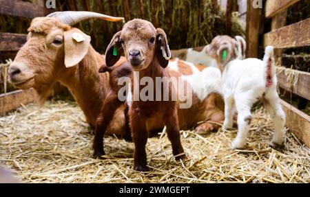 Schneverdingen, Deutschland. Februar 2024. Drei Ziegenlämmer mit ihrer Mutter. Die Lammsaison ist der Beginn der geschäftigsten Zeit des Jahres für die Heide-Hirten. Quelle: Philipp Schulze/dpa/Alamy Live News Stockfoto