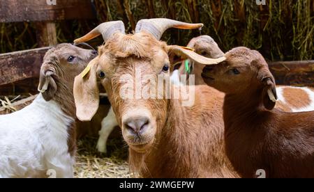 Schneverdingen, Deutschland. Februar 2024. Drei Ziegenlämmer mit ihrer Mutter. Die Lammsaison ist der Beginn der geschäftigsten Zeit des Jahres für die Heide-Hirten. Quelle: Philipp Schulze/dpa/Alamy Live News Stockfoto