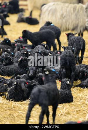 Schneverdingen, Deutschland. Februar 2024. Schaflämmer sind mit ihren Müttern in der Scheune. Die Lammsaison ist der Beginn der geschäftigsten Zeit des Jahres für die Heide-Hirten. Quelle: Philipp Schulze/dpa/Alamy Live News Stockfoto