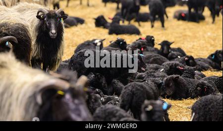 Schneverdingen, Deutschland. Februar 2024. Schaflämmer sind mit ihren Müttern in der Scheune. Die Lammsaison ist der Beginn der geschäftigsten Zeit des Jahres für die Heide-Hirten. Quelle: Philipp Schulze/dpa/Alamy Live News Stockfoto