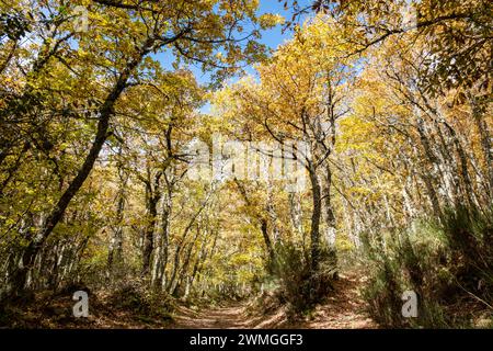 Tejeda de Tosande. Fuentes Carrionas Naturpark, Fuente Cobre - Palentina Berg. Palencia, Spanien Stockfoto