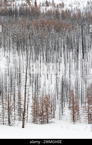 Toter Wald, Bäume, Wald im Winter, fast monochromen Strukturen, Grand-Teton-Nationalpark, Wyoming, USA. Stockfoto