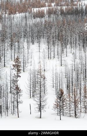 Toter Wald, Bäume, Wald im Winter, fast monochromen Strukturen, Grand-Teton-Nationalpark, Wyoming, USA. Stockfoto