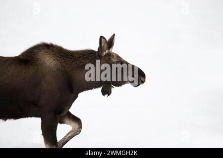 Elche ( Alces alces ), junger Stier, der durch den Schnee läuft, detaillierte Nahaufnahme, Kopfschuss, Grand Teton NP, USA. Stockfoto