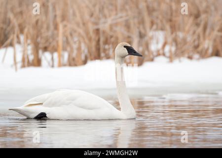 Trompeter Swan (Cygnus Buccinator) im Winter, schwimmt an einem schneebedeckten Ufer eines Flusses, Grand Teton NP, USA. Stockfoto