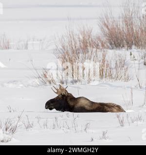 Elche ( Alces alces ), junger Stier, ruht, liegend, im Schnee wiederkäuend, Winter, Yellowstone NP, USA. Stockfoto