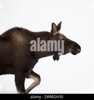 Elche ( Alces alces ), junger Stier, der durch den Schnee läuft, detaillierte Nahaufnahme, Kopfschuss, Grand Teton NP, USA. Stockfoto