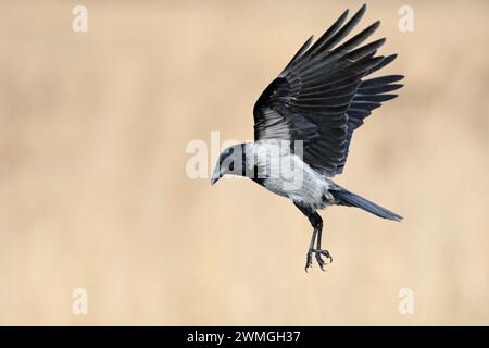 Hoodiecrow ( Corvus cornix ) im Flug mit weit geöffneten Flügeln vor einem schönen, sauberen Schilfhintergrund, einheimischer Vogel, Wildife, Europa. Stockfoto