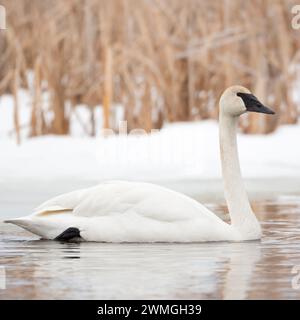 Trompeter Swan (Cygnus Buccinator) im Winter, schwimmt an einem schneebedeckten Ufer eines Flusses, Grand Teton NP, USA. Stockfoto