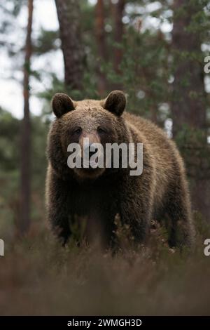 Eurasischer Braunbär ( Ursus arctos ) am Rande eines Kiefernwaldes, gefährliche Begegnung im Wald; Frontalaufnahme, Augenkontakt, Europa. Stockfoto