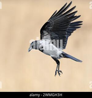 Hoodiecrow ( Corvus cornix ) im Flug mit weit geöffneten Flügeln vor einem schönen, sauberen Schilfhintergrund, einheimischer Vogel, Wildife, Europa. Stockfoto