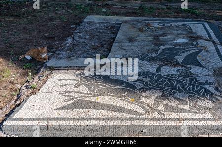 Katze ruht neben dem antiken römischen Mosaik in Italien Stockfoto