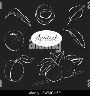 Set Aprikose mit Blättern. Eine ganze und eine halbe Aprikose. Aprikosenscheibe. Isoliert auf weißem Hintergrund. Vektorabbildung. Obst und Blätter Set. Di Stockfoto