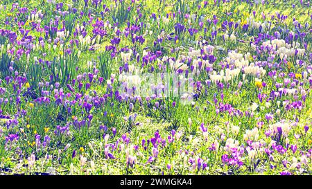 Glasgow, Schottland, Großbritannien. Februar 2024. Wetter in Großbritannien: Der warme Tag brachte Frühlingswetter für Einheimische im Botanics Park im West End, während Frühlingskrokusse im Mittelpunkt stehen. Credit Gerard Ferry/Alamy Live News Stockfoto