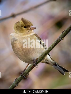 Eine Nahaufnahme eines Eurasischen Buchbeins, der auf einem Baumzweig thront Stockfoto
