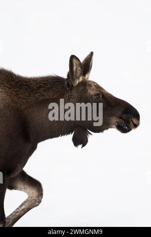 Anschnitt... Elch Alces alces , junger Elchbulle mit frisch abgeworfenem Geweih, ohne Geweih im Winter, stampft durch hohen Schnee, elch-typische Körperhaltung, lustiges Bild, Profilansicht *** Elch Alces alces , junger Bulle, Spaziergänge durch Schnee, detaillierte Nahaufnahme, Kopfaufnahme, Grand Teton NP, USA. Wyoming Nordamerika, Vereinigte Staaten von Amerika Stockfoto