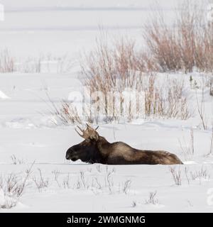 im tiefen Winter... Elch Alces alces , Elchbulle mit Schaufelgeweih liegt auf einer Freifläche im hohen Schnee und ruht, Tierwelt, Tiere, Säugetiere, Natur, Nord Amerika, USA, Kanada *** Moose Alces, junger Stier, ruhend, liegend, im Schnee wiederkäuend, Winter, Yellowstone NP, USA. Wyoming Nordamerika, Vereinigte Staaten von Amerika Stockfoto