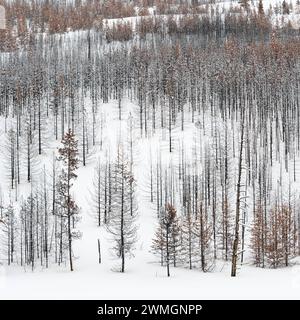 Totholz... Yellowstone Nationalpark * USA *, Blick über einen weiten, weitgehend abgestorbenen Wald, Nadelwald im Winter bei Schneelage, Schnee, Vereinigte Staaten von Amerika *** Toter Wald, Bäume, Wälder im Winter, fast monochrome Strukturen, Grand Teton Nationalpark, Wyoming, USA. Wyoming Nordamerika, Vereinigte Staaten von Amerika Stockfoto