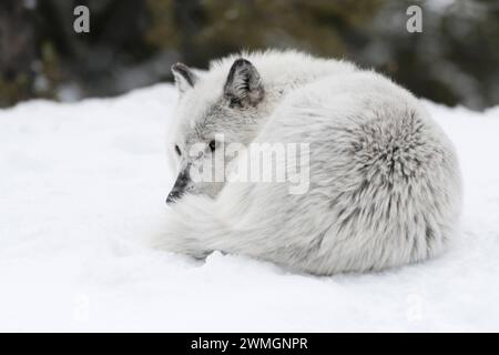 Eingerollt im Schnee... Timberwolf Canis Lupus lycaon , Grauwolf, Grauer Wolf oder einfach nur Wolf im Winter, ruhend im Schnee, geschützt durch das Einrollen die empfindliche Bauchseite, hilft in der Kälte aber auch gegen Wärmeverlust *** Grauer Wolf Canis Lupus ruhend, im Schnee liegend, eingerollt, aufmerksam beobachtet, Montana, USA. Wyoming Nordamerika, Vereinigte Staaten von Amerika Stockfoto