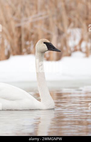 DATUM NICHT ANGEGEBEN SCHWIMMEND... Trompeterschwan Cygnus Buccinator , größter Schwan auf der Erde, zählt zu den größten fliegenden Vögeln überhaupt, Name leitet sich aus den typischen Rufen ab *** Trompeter Swan Cygnus Buccinator im Winter, schwimmt an einem schneebedeckten Flussufer, Grand Teton NP, USA. Wyoming Nordamerika, Vereinigte Staaten von Amerika Stockfoto