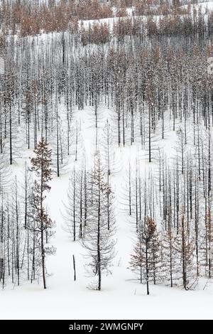 Totholz... Yellowstone Nationalpark * USA *, Blick über einen weiten, weitgehend abgestorbenen Wald, Nadelwald im Winter bei Schneelage, Schnee, Vereinigte Staaten von Amerika *** Toter Wald, Bäume, Wälder im Winter, fast monochrome Strukturen, Grand Teton Nationalpark, Wyoming, USA. Wyoming Nordamerika, Vereinigte Staaten von Amerika Stockfoto