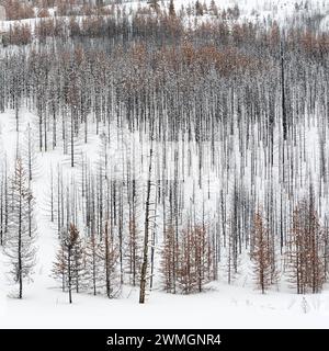 Totholz... Yellowstone Nationalpark * USA *, Blick über einen weiten, weitgehend abgestorbenen Wald, Nadelwald im Winter bei Schneelage, Schnee, Vereinigte Staaten von Amerika *** Toter Wald, Bäume, Wälder im Winter, fast monochrome Strukturen, Grand Teton Nationalpark, Wyoming, USA. Wyoming Nordamerika, Vereinigte Staaten von Amerika Stockfoto