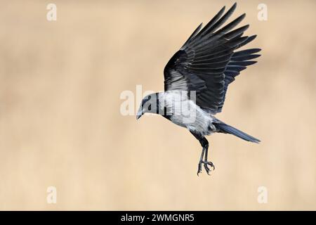 im Anflug... Nebelkrähe Corvus cornix im Flug, fliegend, wegen Ihrer grauschwarzen Färbung unverwechselbarer Rabenvogel, nah mit der Rabenkrähe verwandt, Vorkommen vor allem im Osten Deutschlands, heimische Vogelwelt, Tierwelt, Natur *** Hoodiecrow Corvus cornix im Flug mit weit geöffneten Flügeln vor einem schönen, sauberen Schilfhintergrund. Mecklenburg-Vorpommern Deutschland, Europa Stockfoto