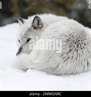 Eingerollt im Schnee... Timberwolf Canis Lupus lycaon , Grauwolf, Grauer Wolf oder einfach nur Wolf im Winter, ruhend im Schnee, geschützt durch das Einrollen die empfindliche Bauchseite, hilft in der Kälte aber auch gegen Wärmeverlust *** Grauer Wolf Canis Lupus ruhend, im Schnee liegend, eingerollt, aufmerksam beobachtet, Montana, USA. Wyoming Nordamerika, Vereinigte Staaten von Amerika Stockfoto