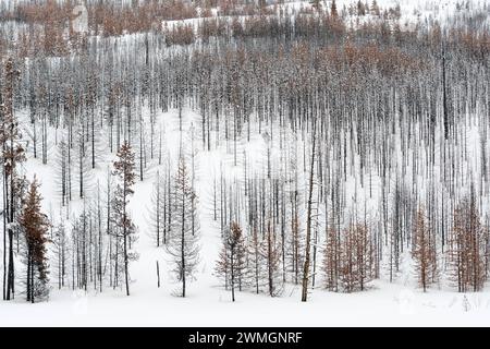 Totholz... Yellowstone Nationalpark * USA *, Blick über einen weiten, weitgehend abgestorbenen Wald, Nadelwald im Winter bei Schneelage, Schnee, Vereinigte Staaten von Amerika *** Toter Wald, Bäume, Wälder im Winter, fast monochrome Strukturen, Grand Teton Nationalpark, Wyoming, USA. Wyoming Nordamerika, Vereinigte Staaten von Amerika Stockfoto