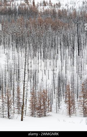 Totholz... Yellowstone Nationalpark * USA *, Blick über einen weiten, weitgehend abgestorbenen Wald, Nadelwald im Winter bei Schneelage, Schnee, Vereinigte Staaten von Amerika *** Toter Wald, Bäume, Wälder im Winter, fast monochrome Strukturen, Grand Teton Nationalpark, Wyoming, USA. Wyoming Nordamerika, Vereinigte Staaten von Amerika Stockfoto