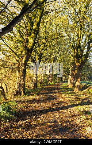 Herbstszene im Avenham Park, Preston. Stockfoto