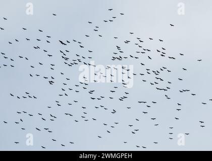 Eine große Schar afrikanischer Fischvogelstörche (Anastomus lamelligerus) überflutet den Mikumi-Nationalpark im Süden Tansanias. Stockfoto