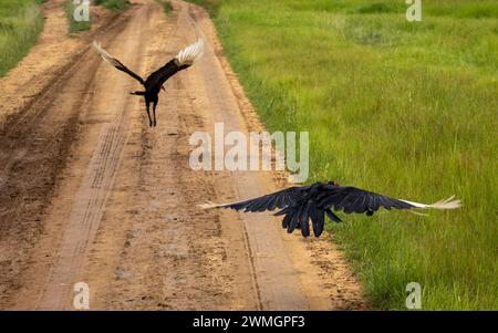 Zwei südländische Bodenhornvögel (Bucorvus leadbeateri) fliegen über eine bodennahe Strecke im Mikumi-Nationalpark in Tansania. Stockfoto