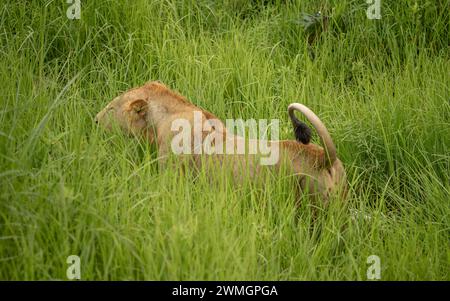 Eine Löwin (Panthera leo) spaziert durch langes Gras im Mikumi Nationalpark im Süden Tansanias. Stockfoto