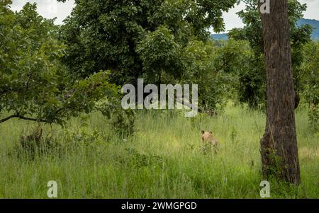 Eine Löwin (Panthera leo) spaziert durch langes Gras im Mikumi Nationalpark im Süden Tansanias. Stockfoto