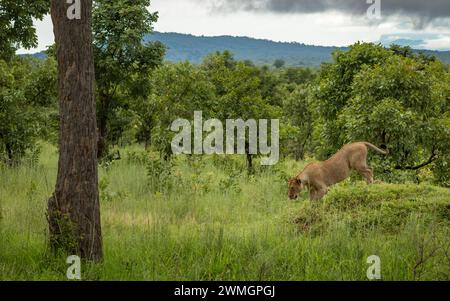 Eine Löwin (Panthera leo) läuft von einem Grashügel im Mikumi-Nationalpark im Süden Tansanias. Stockfoto