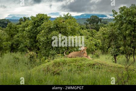 Eine Löwin (Panthera leo) liegt auf einem Grashügel im Mikumi-Nationalpark im Süden Tansanias. Stockfoto