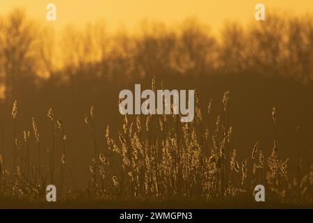 Common Reed (Phragmites australis) Norfolk Januar 2024 Stockfoto