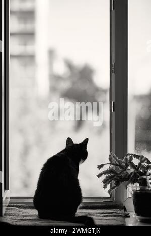 Schwarze Katze sitzt auf der Fensterbank im Hintergrund Stockfoto