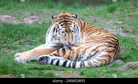 Amour Tiger auf dem grünen Gras - große gefährliche Katze Stockfoto