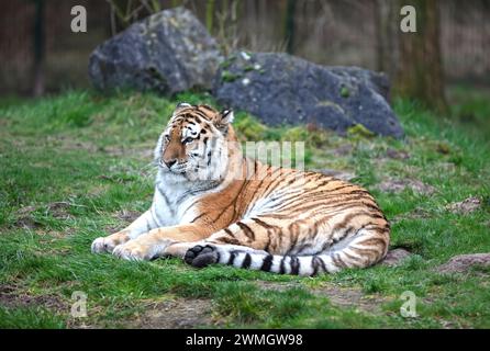 Amour Tiger auf dem grünen Gras - große gefährliche Katze Stockfoto